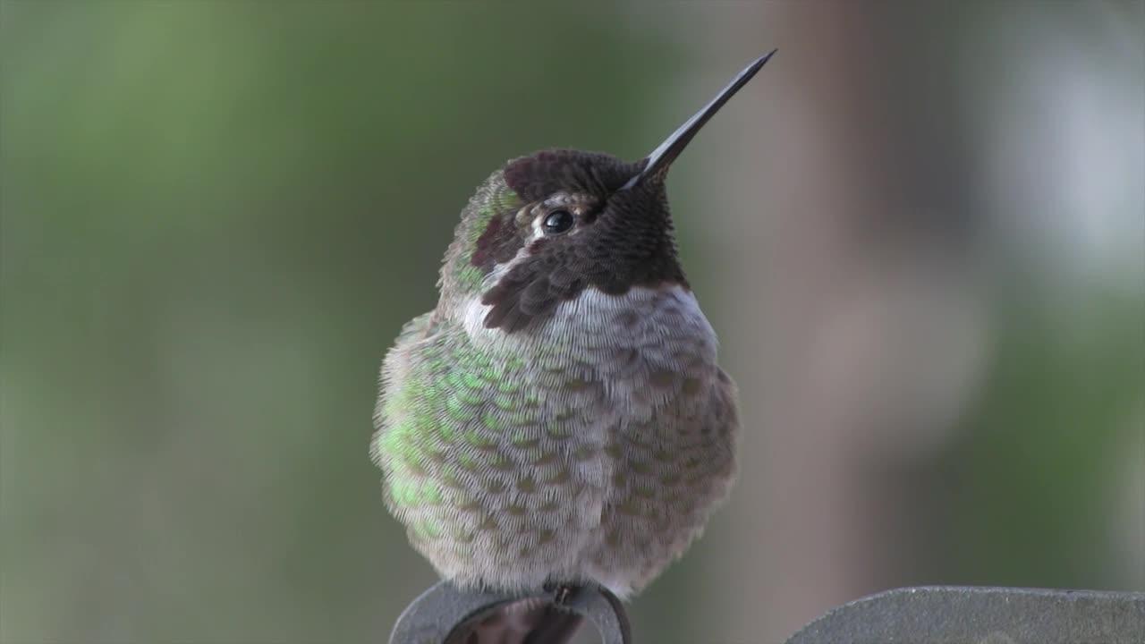 Anna's Hummingbird on a Cold November Day