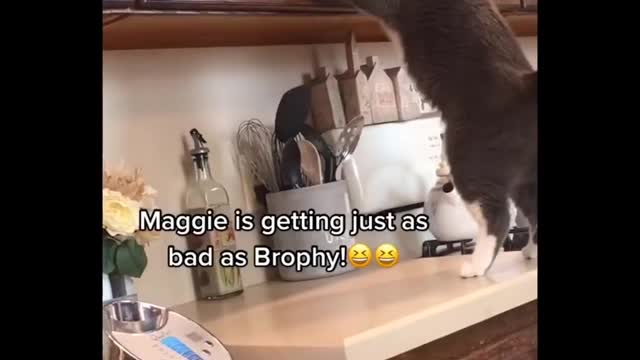 Funniest Cats 😹 - Don't try to hold back Laughter 😂 - Funny Cats Life