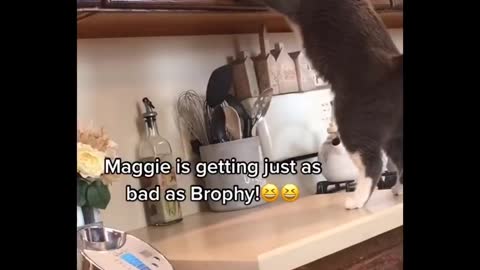 Funniest Cats 😹 - Don't try to hold back Laughter 😂 - Funny Cats Life