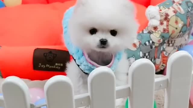 Baby dogs Cute and Funny Dogs Videos Compilation 2021 #shorts