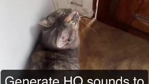 Sounds that attracts cats