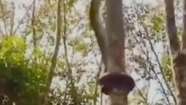 Big Snake