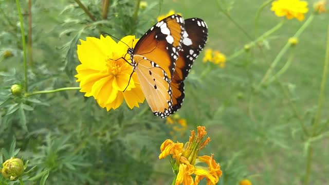 Orange Butterfly Flower