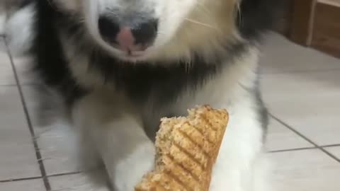 It's AMAZING how my dog eat his snack!!!