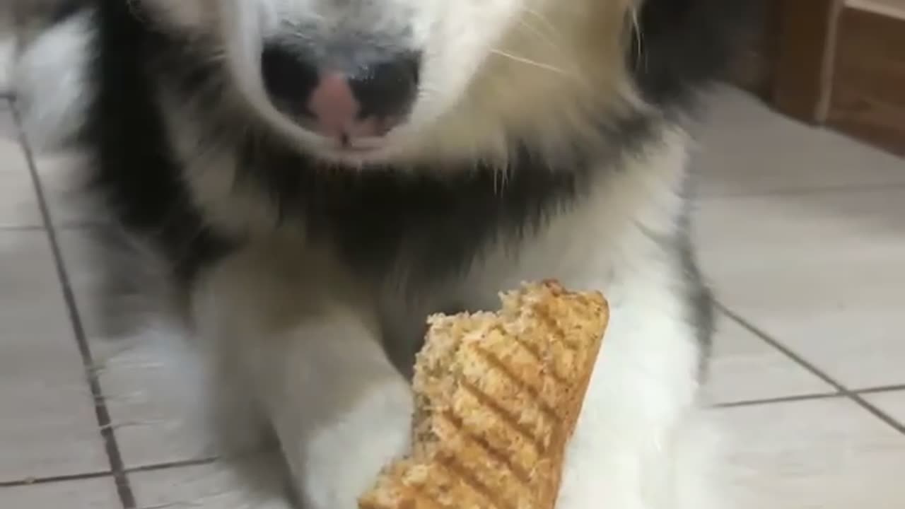 It's AMAZING how my dog eat his snack!!!