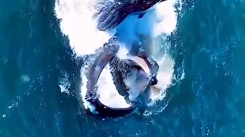 humpback whales