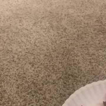 Chico gets fed dinner