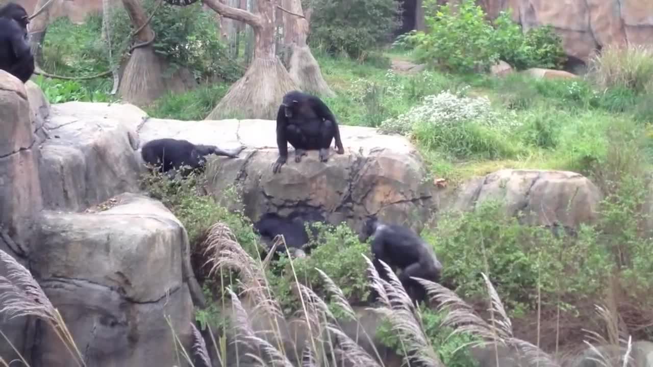 chimps vs. raccoon