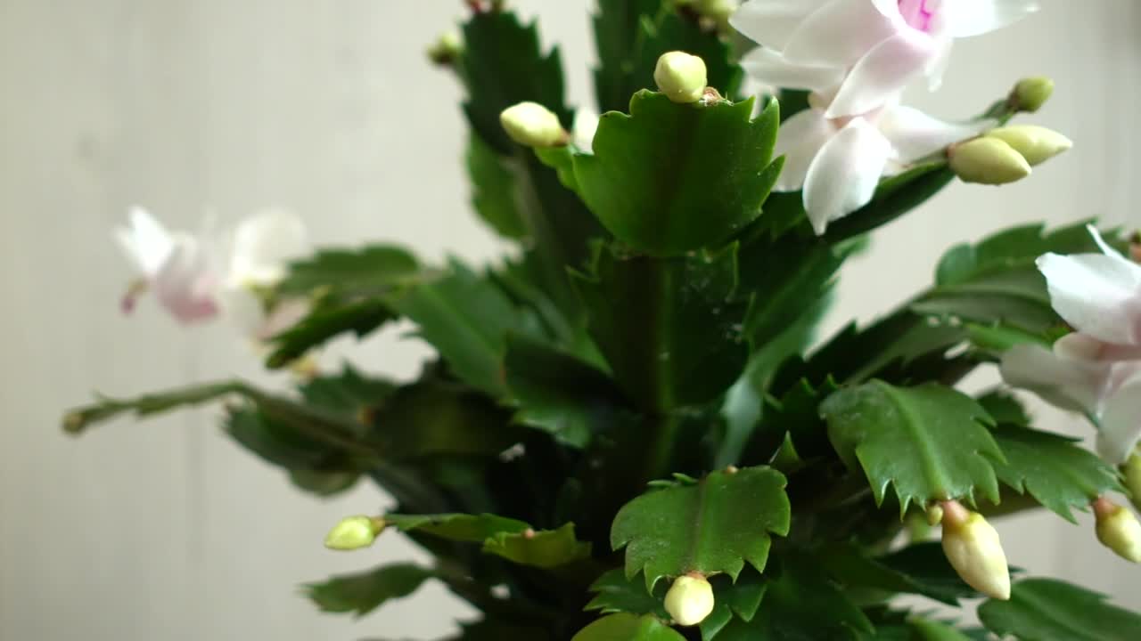 Flowers in a tall vase