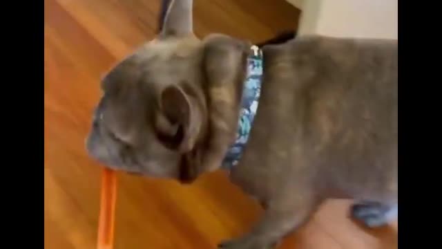 Funny dog video #Challenge not to laugh(10/10)