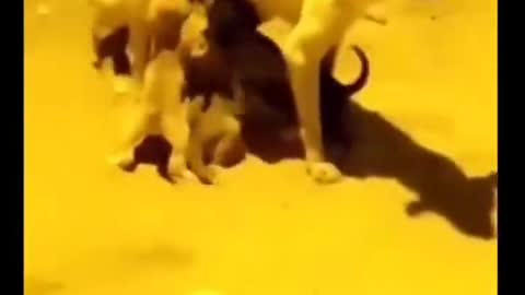 A hero saves dogs from death