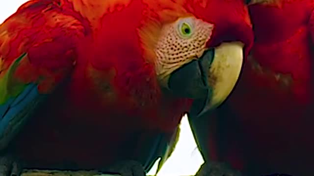 Two parrot kiss and love