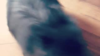 Baby Puppie Moving Around the House