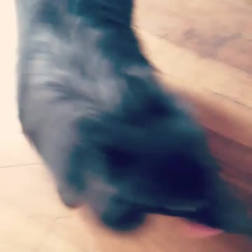 Baby Puppie Moving Around the House