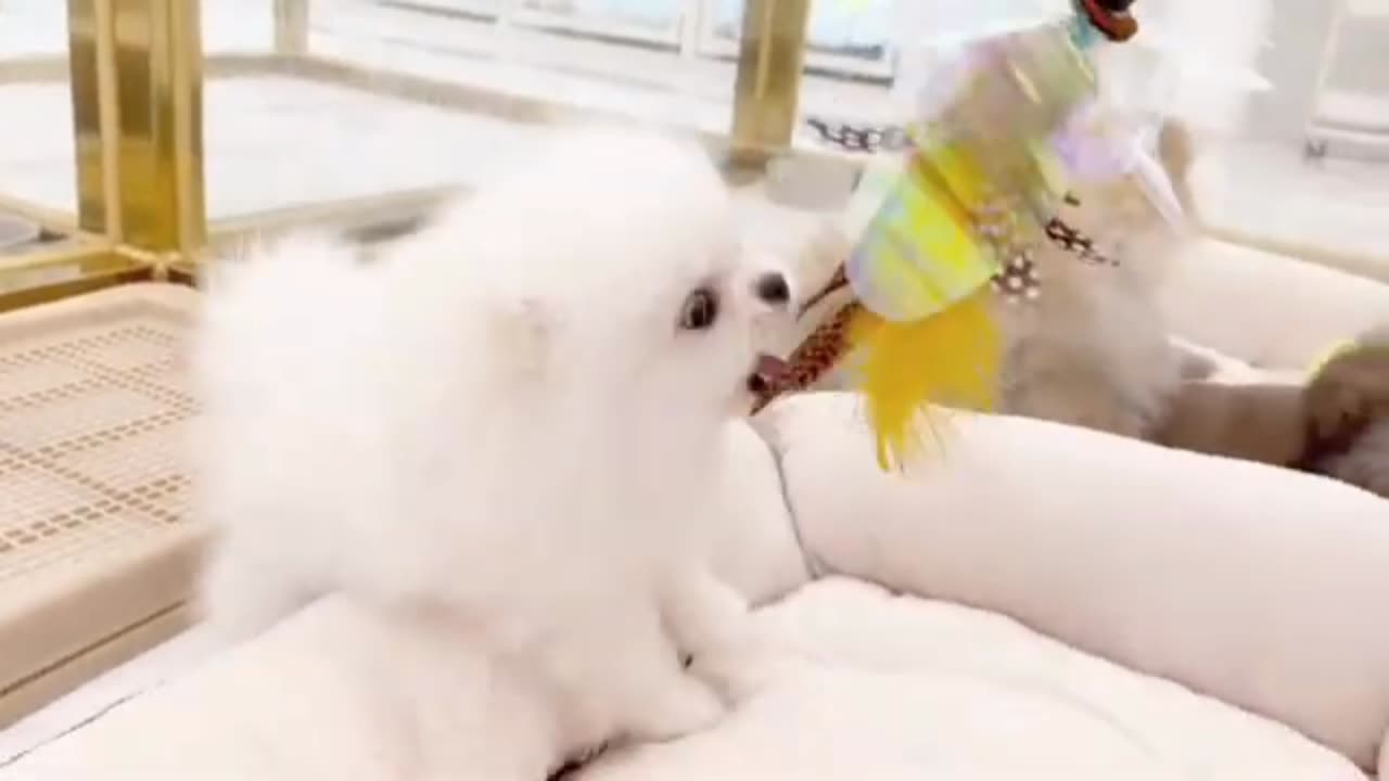 Cute Cat trending video ||
