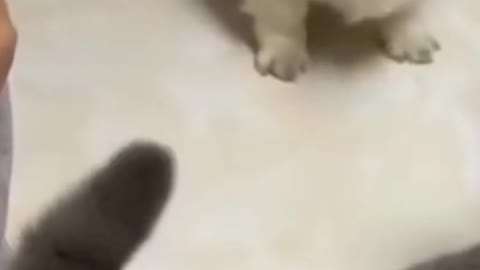cats vs dogs funny videos funny