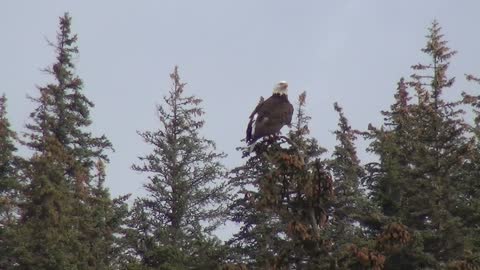 Eagle • Massachusetts • Greater spotted eagle Video #06