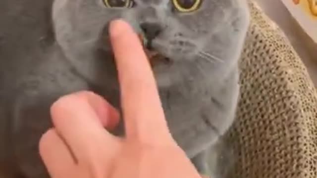 How to comfort an angry cat?