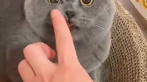 How to comfort an angry cat?