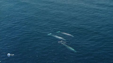 Whales drift in the ocean