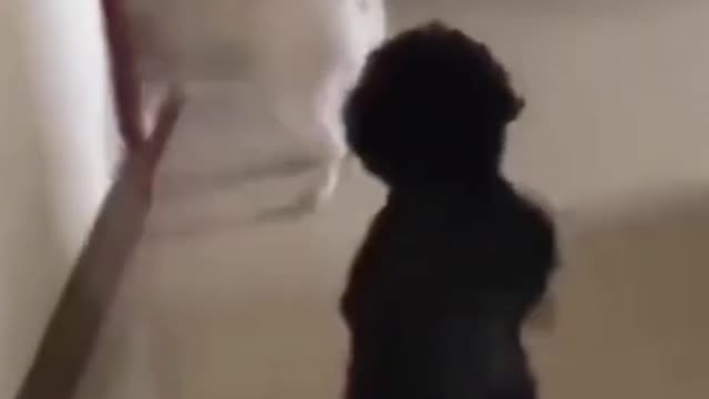 funny animals walking