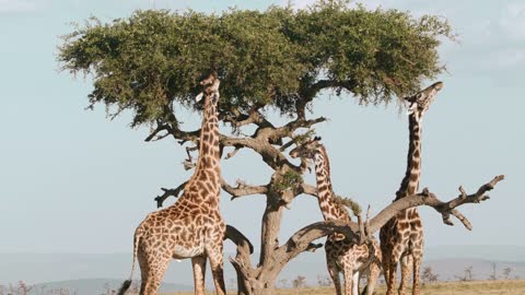 Giraffe Eating Tree in Savannah,