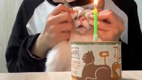 Kitty Gets surprised for their birthday!