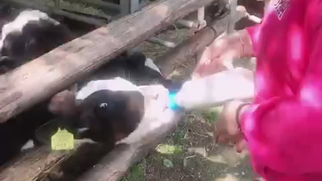 I gave milk to a baby cow 🐮🍼