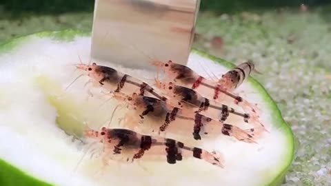 Shrimp love their veggies