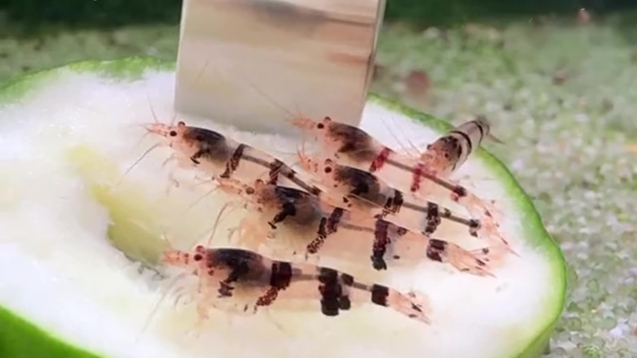 Shrimp love their veggies