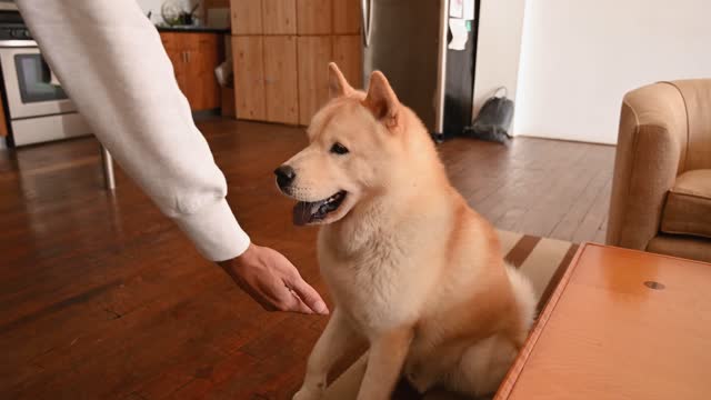 Person Making a Dog Do a Trick