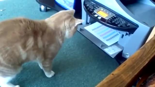 Funny short video clip of a cute cat#Shorts