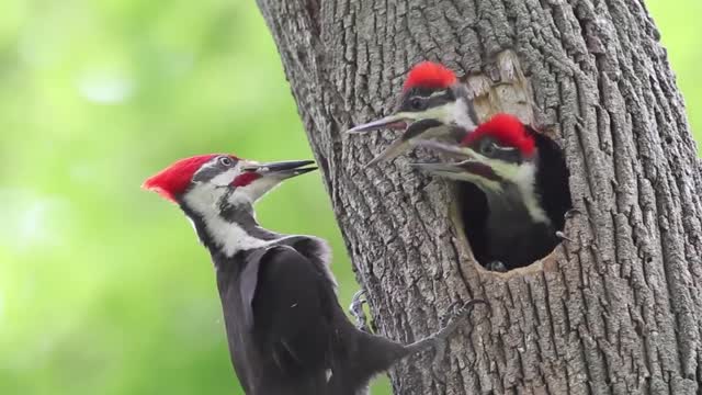 Beautiful flying woodpecker....نقار الخشب الطائر الجميل