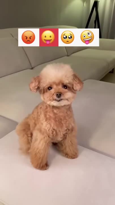 They are so cute dogs. I love them so much.🐱🐶