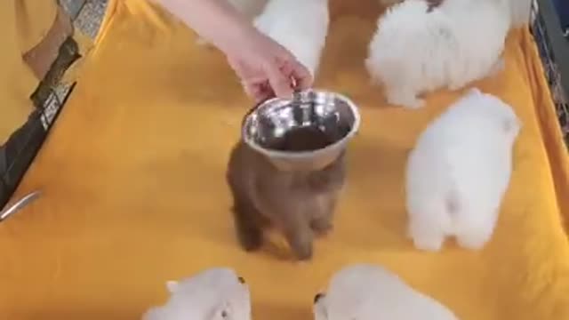 #Funniest Animals Real 😹 - Best Of The 2020 #Funny Animals Videos - Try Not To Laugh #comedy #shorts