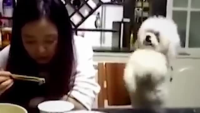 This is why I am a dog person! 😂🐾