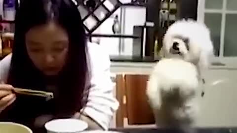 This is why I am a dog person! 😂🐾