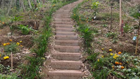 百香果苗, 五葉松樹苗 (Passion fruit seedlings)