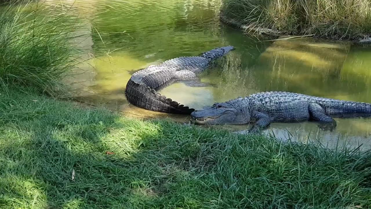 Crocodiles Stay Motionless In A Water Pond Of The Zoo