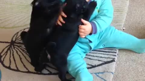 cute Baby laughing at pug puppies