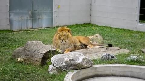 Lion's loving family