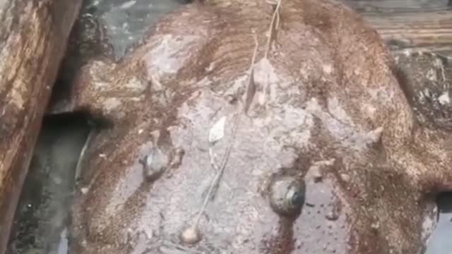 Unnatural creator catched by fisherman's