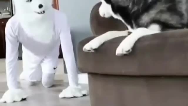 Dog funny video 😂 | dogs funny video | dog #dog funny video 😂