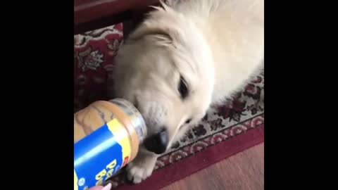 Funny moment dog kid