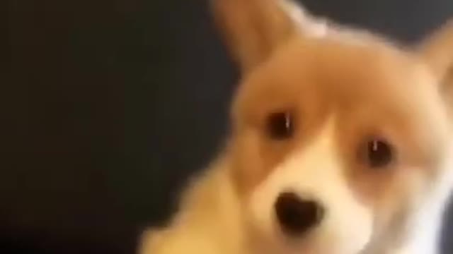 Hermoso cachorro corgi aúlla como un lobo