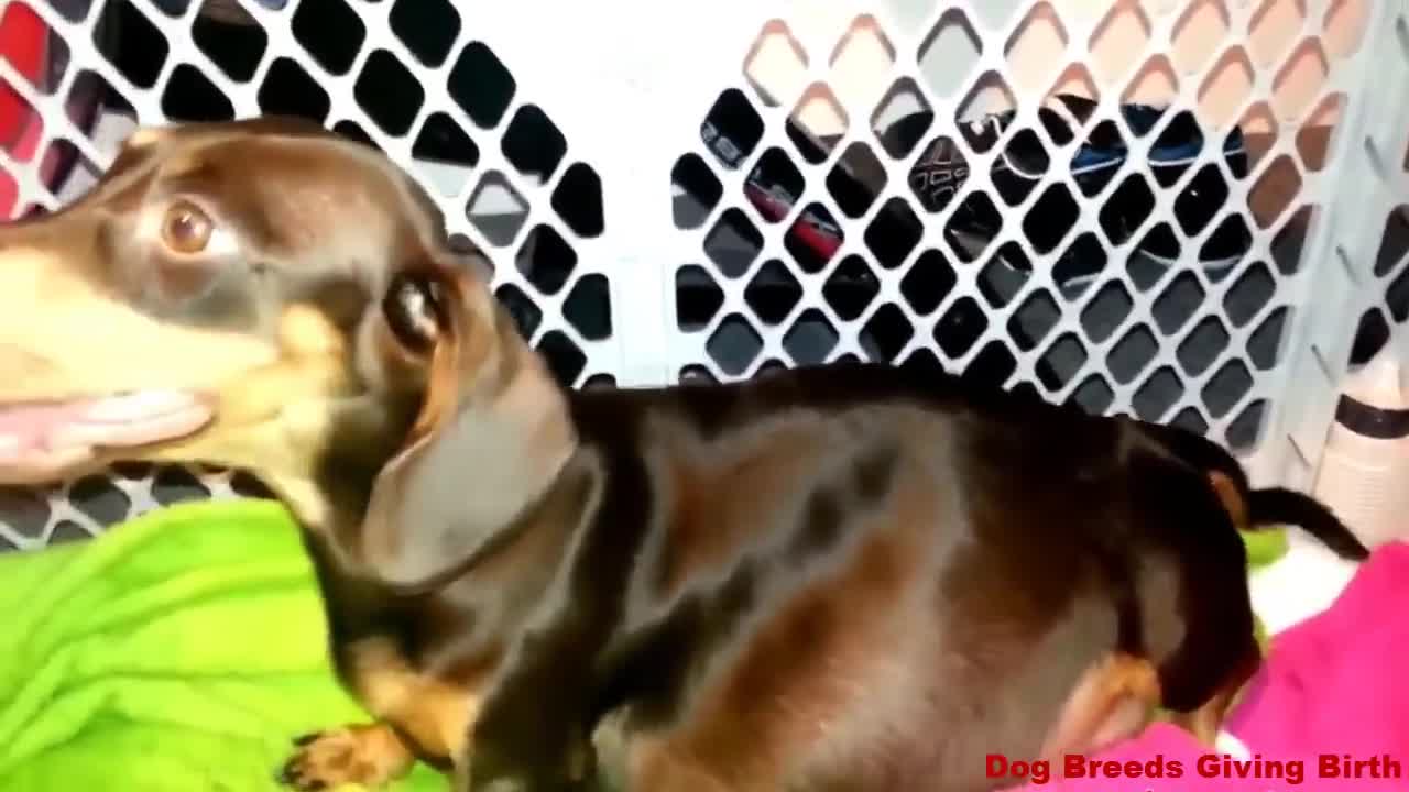 Dachshund Dog Breeds Giving Birth To Many Cute