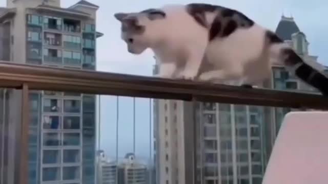 Cat funny videos 🐆🐆🐆