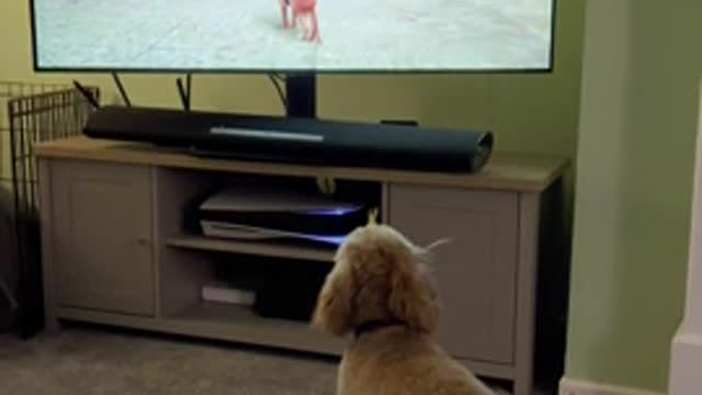 Dog gets scared by the cat on TV