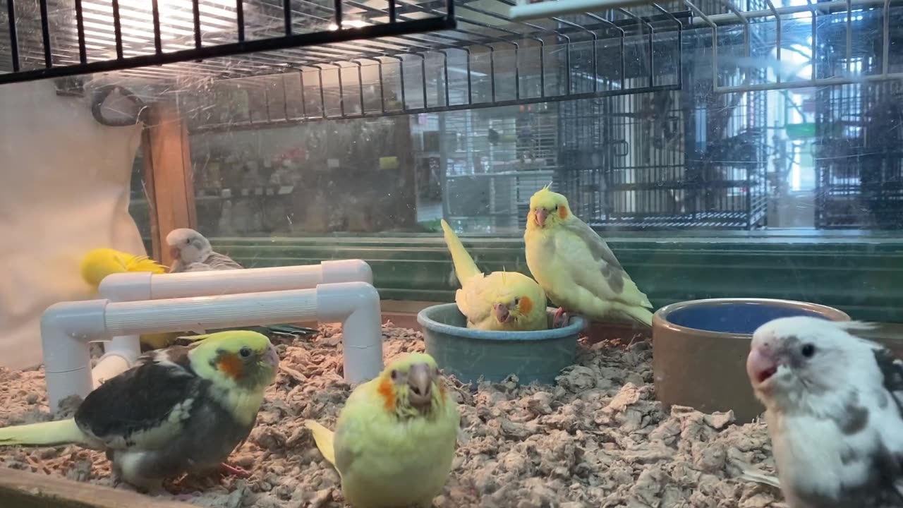 Baby Quakers an Cockatiels