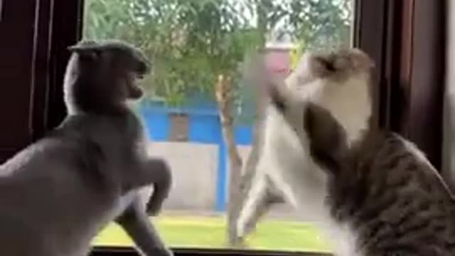 Funniest Animals - Best Of The 2021 Funny Animal Videos